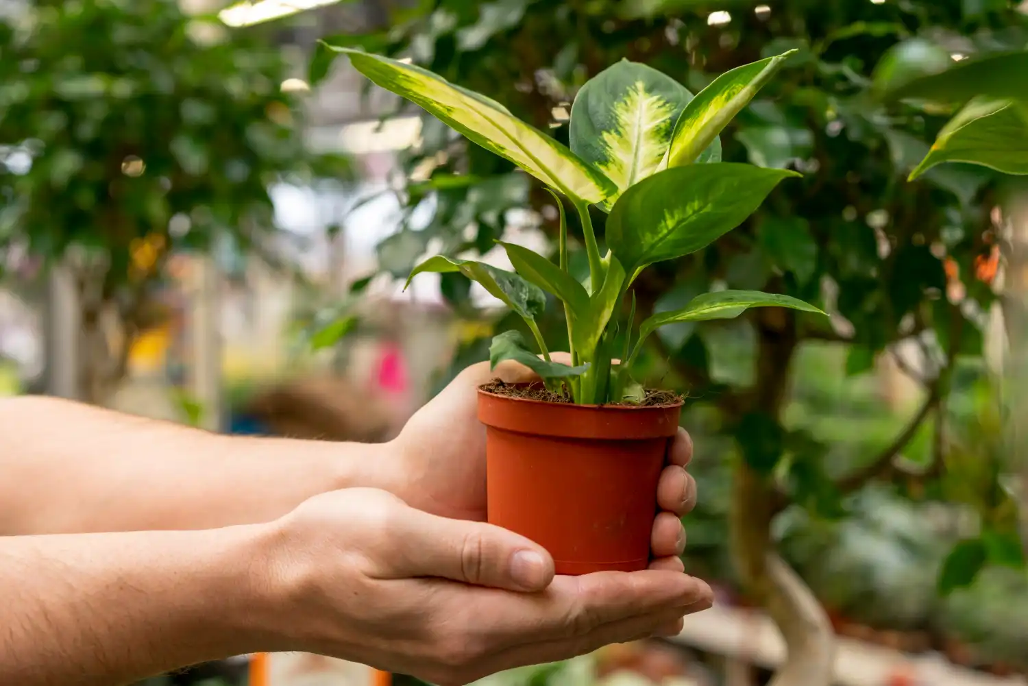 Semillas y fertilizantes ecológicos